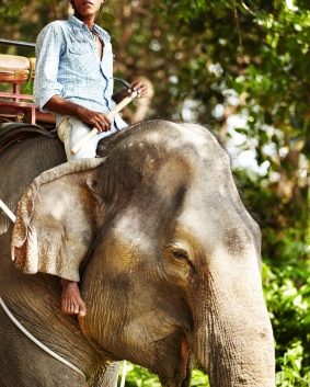 A Thai elephant keeper on the back of an Asian elephant - Aber Law Firm